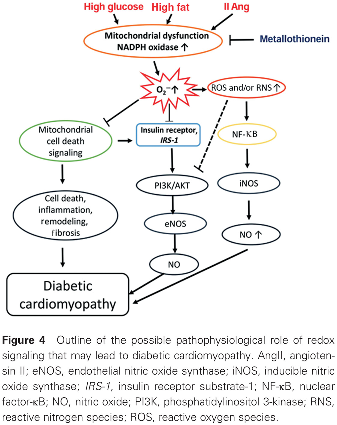 Reappraisal of metallothionein: Clinical implications for patients with diabetes mellitus