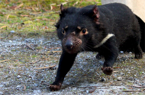 Effects of intraspecific competition and body mass on diet specialization in a mammalian scavenger