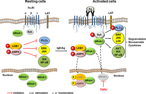The orphan nuclear receptor NR4A1 promotes FcεRI-stimulated mast cell activation and anaphylaxis by counteracting the inhibitory LKB1/AMPK axis