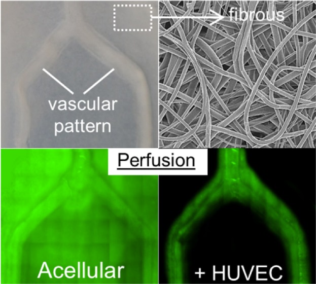 Micropatterning Electrospun Scaffolds to Create Intrinsic Vascular Networks