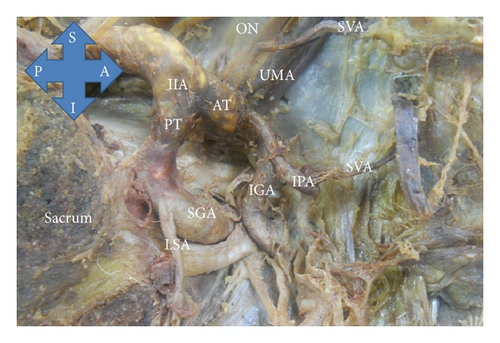Details are in the caption following the image Details are in the caption following the image