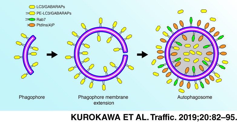 Phosphatidylinositol 4-phosphate on Rab7-positive autophagosomes revealed by the freeze-fracture replica labeling