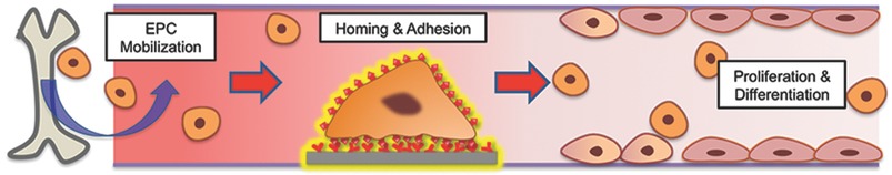 In situ Endothelialization: Bioengineering Considerations to Translation