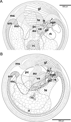 Details are in the caption following the image Details are in the caption following the image
