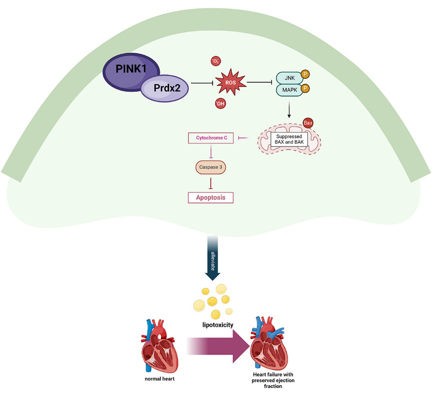 PINK1 modulates Prdx2 to reduce lipotoxicity-induced apoptosis and attenuate cardiac dysfunction in heart failure mice with a preserved ejection fraction