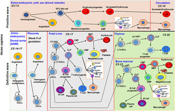 Comparative hematopoiesis and signal transduction in model organisms