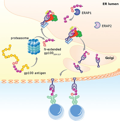 ER-aminopeptidase 1 determines the processing and presentation of an immunotherapy-relevant melanoma epitope Issue 2, 2020