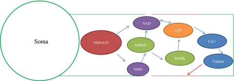 Molecular mechanisms in the initiation phase of Wallerian degeneration