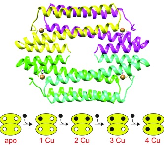 Resolution of Stepwise Cooperativities of Copper Binding by the Homotetrameric Copper-Sensitive Operon Repressor (CsoR): Impact on Structure and Stability