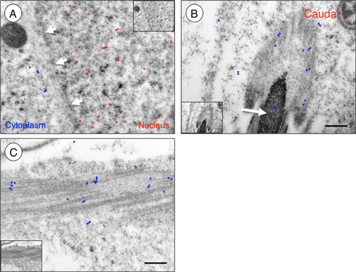 Details are in the caption following the image Details are in the caption following the image
