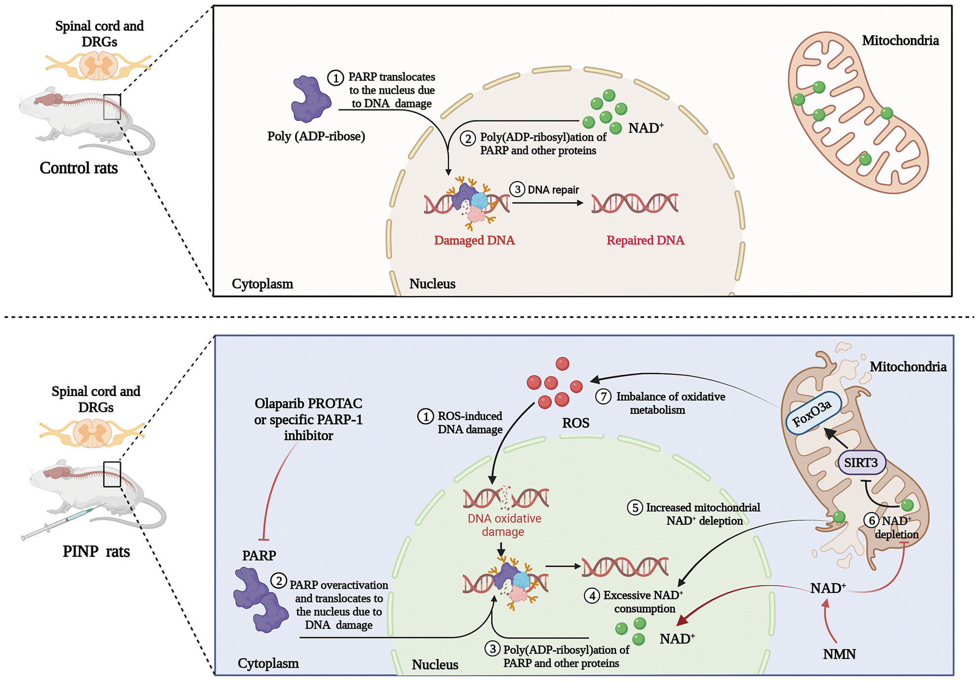 DNA damage induced PARP-1 overactivation confers paclitaxel-induced neuropathic pain by regulating mitochondrial oxidative metabolism