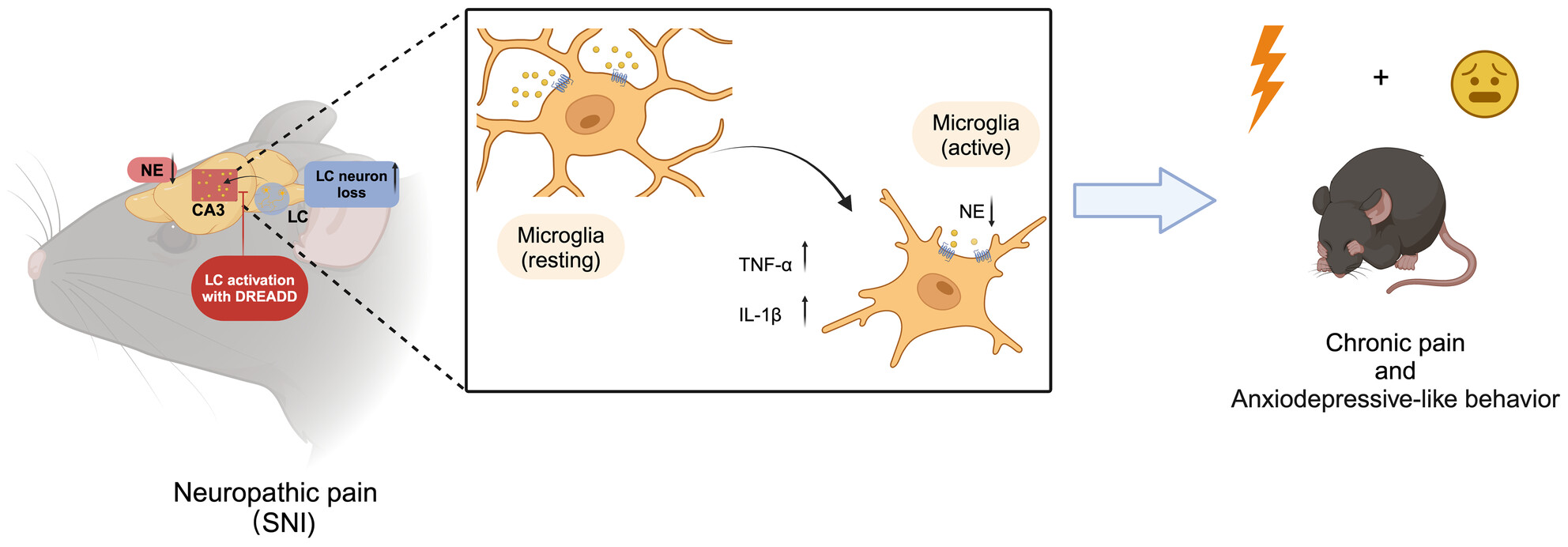 Noradrenergic Locus Coeruleus-CA3 Activation Alleviates Neuropathic Pain and Anxiety- and Depression-Like Behaviors by Suppressing Microglial Neuroinflammation in SNI Mice