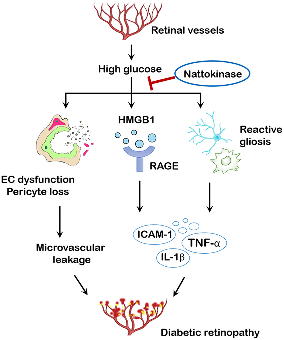 Protective effects of nattokinase against microvasculopathy and neuroinflammation in diabetic retinopathy 纳豆激酶对糖尿病视网膜病变微血管病变和神经炎症的保护作用