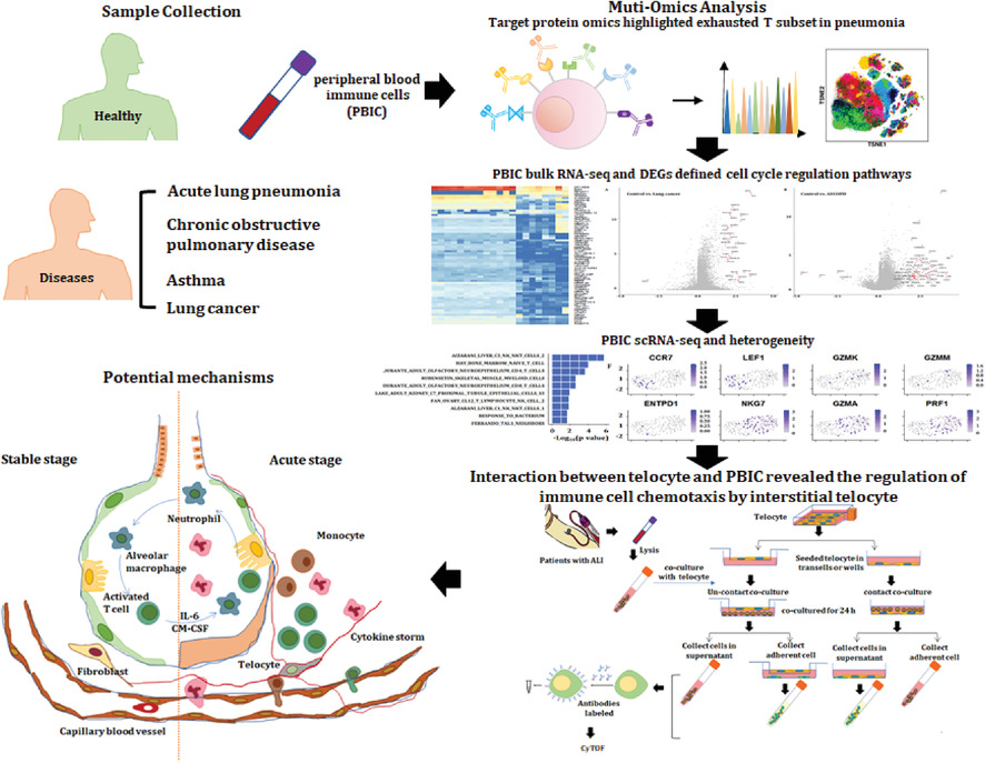 A cellular census of human peripheral immune cells identifies novel cell states in lung diseases