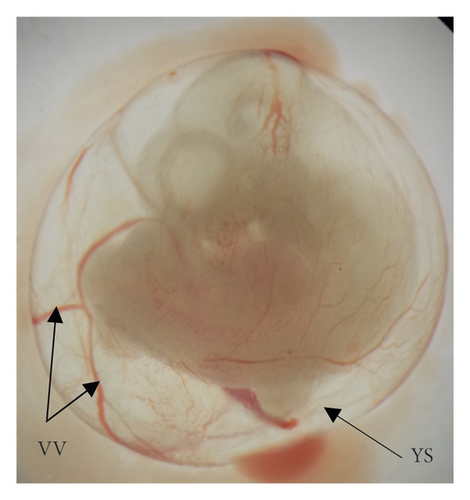 Details are in the caption following the image Details are in the caption following the image