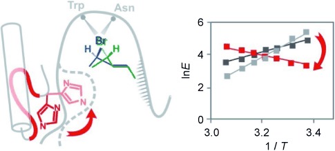Enantioselectivity of Haloalkane Dehalogenases and its Modulation by Surface Loop Engineering