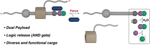 Logic-Gated Release of a Dual Payload from a β-Lactam Mechanophore with a Rotaxane Actuator