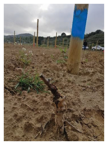 Details are in the caption following the image