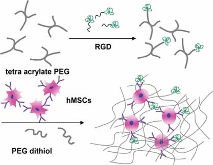 Injectable Biodegradable Poly(ethylene glycol)/RGD Peptide Hybrid Hydrogels for in vitro Chondrogenesis of Human Mesenchymal Stem Cells