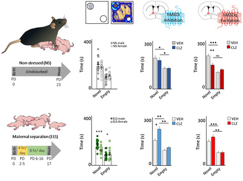 Chemogenetic manipulation of the bed nucleus of the stria terminalis counteracts social behavioral deficits induced by early life stress in C57BL/6J mice