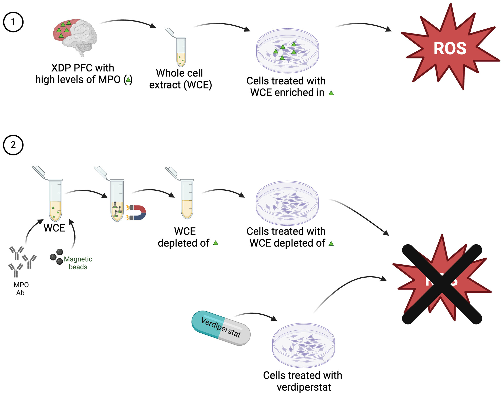 Targeting Myeloperoxidase to Reduce Neuroinflammation in X-Linked Dystonia Parkinsonism