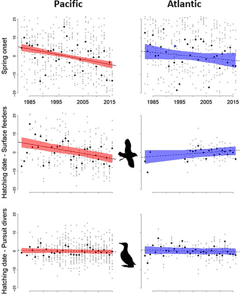 Diverging phenological responses of Arctic seabirds to an earlier spring