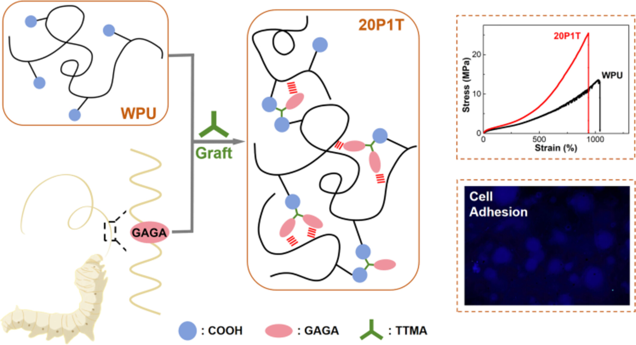 Peptide-Grafted Waterborne Polyurethane With Enhanced Biocompatibility and Mechanical Properties for Biomedical Applications
