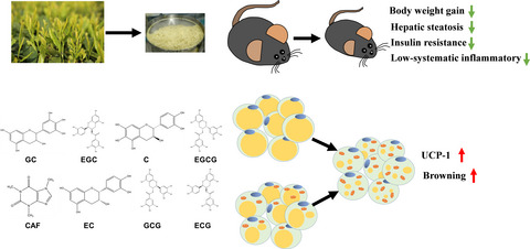 Green tea aqueous extract (GTAE) prevents high-fat diet-induced obesity by activating fat browning