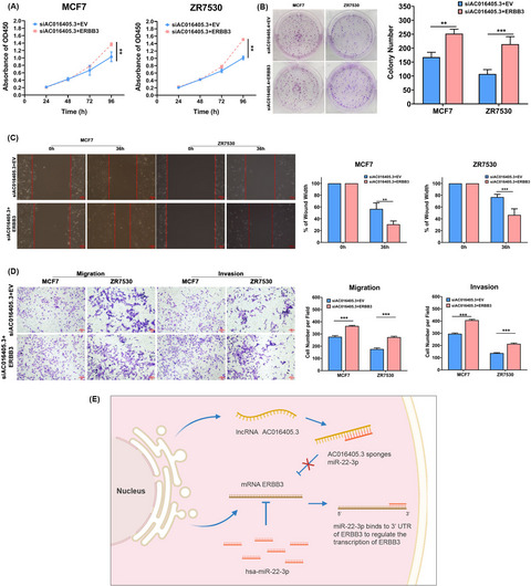 AC016405.3 functions as an oncogenic long non-coding RNA by regulating ERBB3 via sponging miR-22-3p in breast cancer