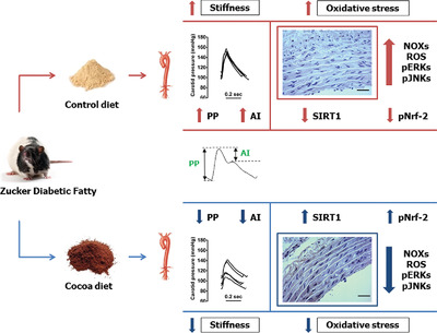Dietary Cocoa Prevents Aortic Remodeling and Vascular Oxidative Stress in Diabetic Rats