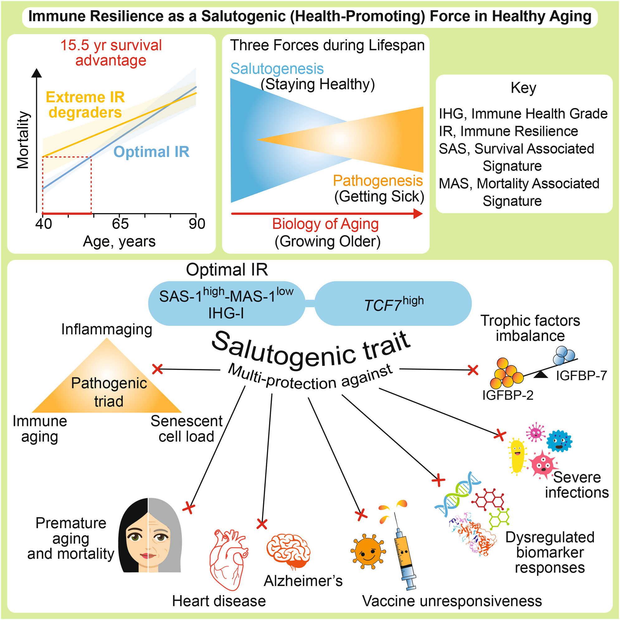 The 15-Year Survival Advantage: Immune Resilience as a Salutogenic Force in Healthy Aging
