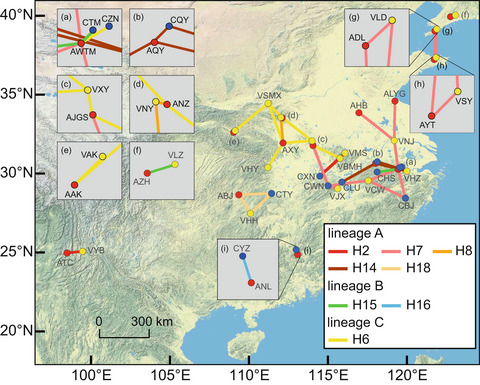 Extensive sharing of chloroplast haplotypes among East Asian Cerris oaks: The imprints of shared ancestral polymorphism and introgression