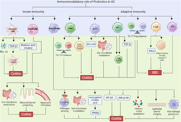 Mechanistic insights into the role of probiotics in modulating immune cells in ulcerative colitis