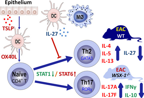 IL-27 signaling deficiency develops Th17-enhanced Th2-dominant inflammation in murine allergic conjunctivitis model