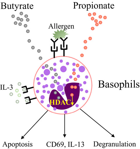 Induction of the apoptosis, degranulation and IL-13 production of human basophils by butyrate and propionate via suppression of histone deacetylation