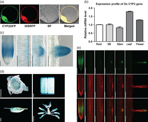 Details are in the caption following the image Details are in the caption following the image