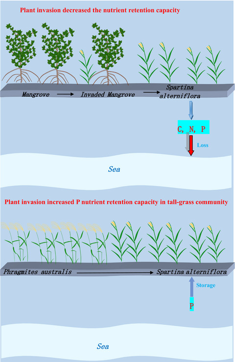 The response of stocks of C, N, and P to plant invasion in the coastal wetlands of China