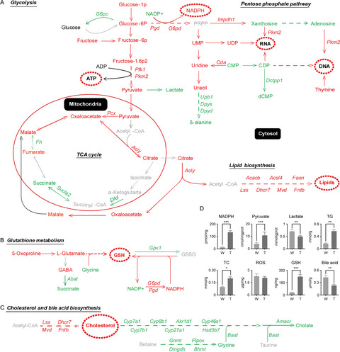 Metabolomic and transcriptomic profiling of hepatocellular carcinomas in Hras12V transgenic mice