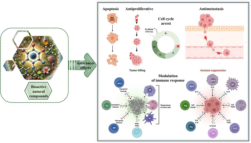 Transforming Growth Factor-β Pathway: Biological Functions and Therapeutic Targets