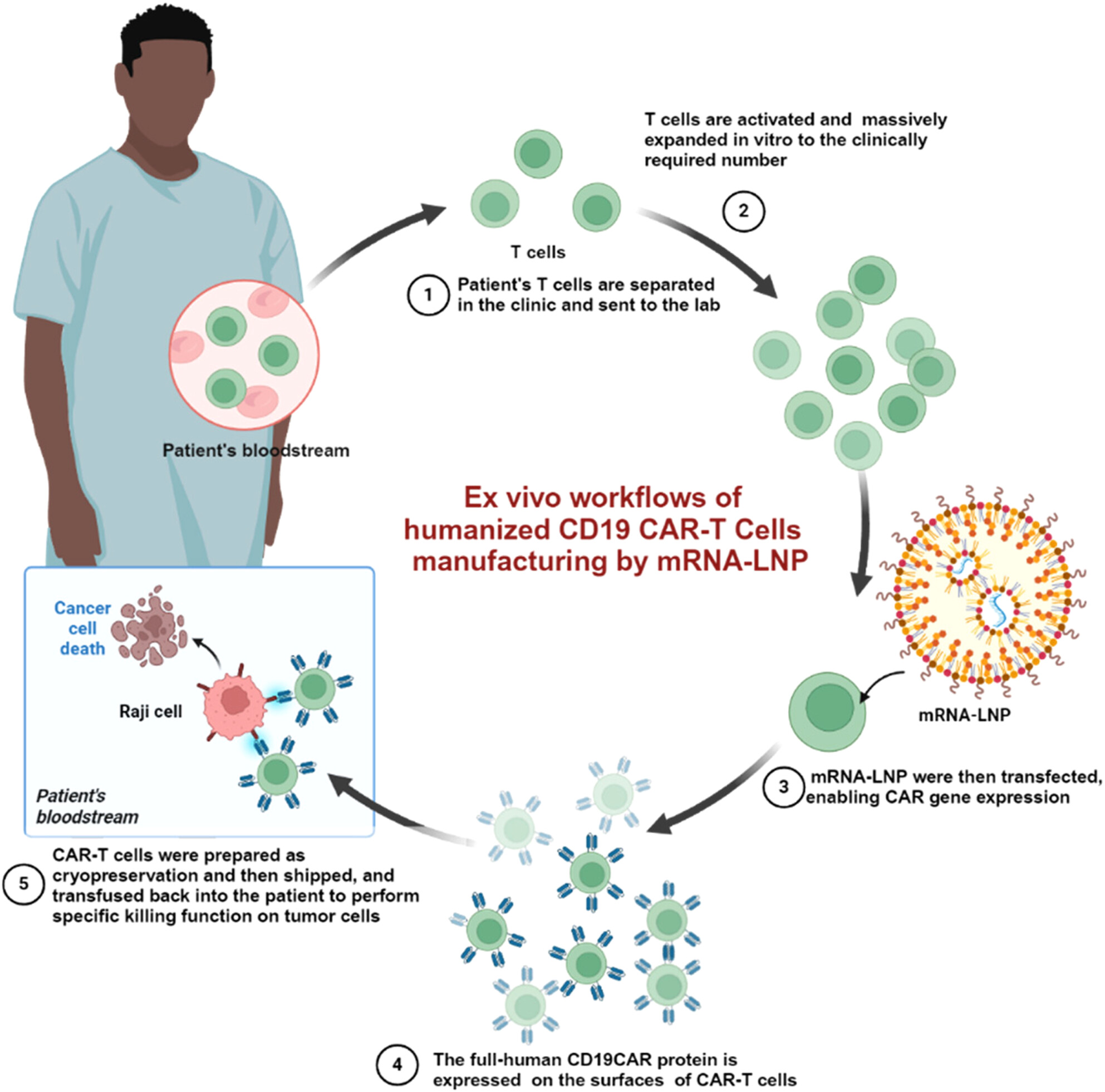 mRNA-laden lipid nanoparticle-enabled humanized CD19 CAR-T-cell engineering for the eradication of leukaemic cells