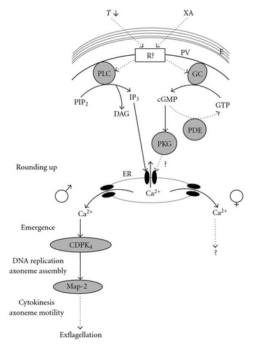 Details are in the caption following the image