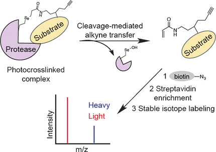 Quantitative and Comparative Profiling of Protease Substrates through a Genetically Encoded Multifunctional Photocrosslinker