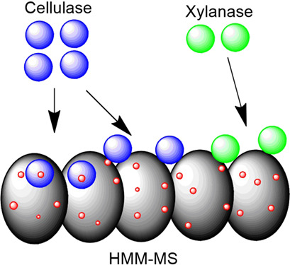 Adsorption Kinetics of Cellulase and Xylanase Immobilized on Magnetic Mesoporous Silica