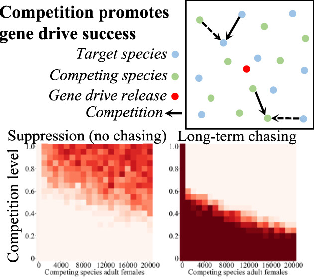 Adversarial interspecies relationships facilitate population suppression by gene drive in spatially explicit models