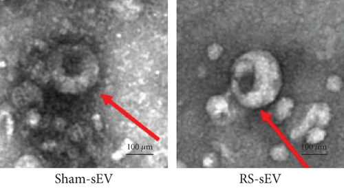 Details are in the caption following the image