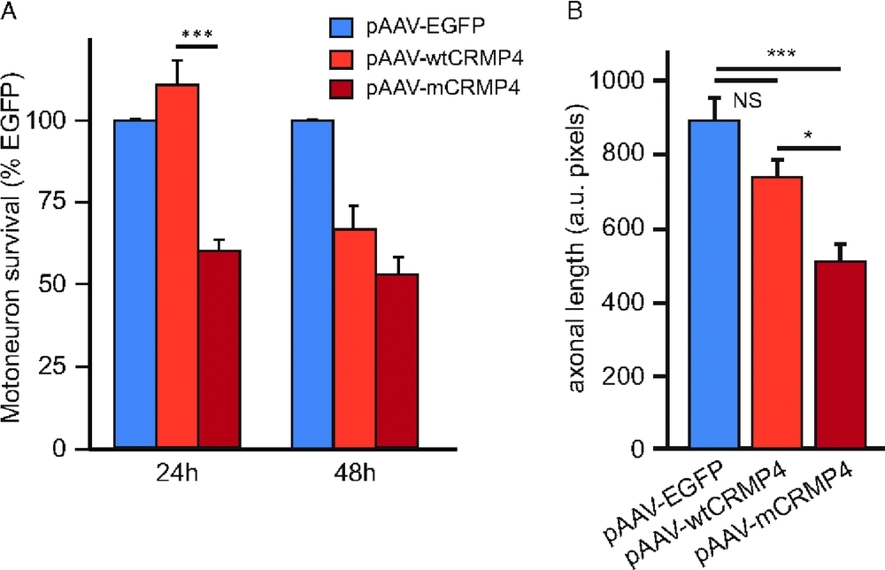 A Rare Motor Neuron Deleterious Missense Mutation in the DPYSL3 (CRMP4) Gene is Associated with ALS