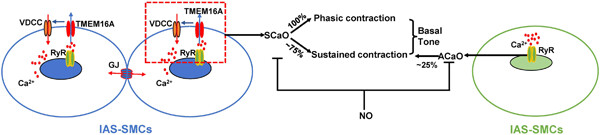 Oscillating calcium signals in smooth muscle cells underlie the persistent basal tone of internal anal sphincter