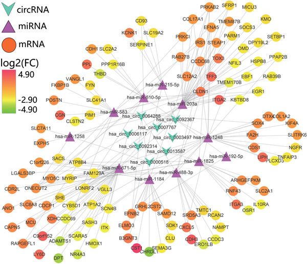 Construction of a circRNA-miRNA-mRNA network to explore the pathogenesis and treatment of pancreatic ductal adenocarcinoma