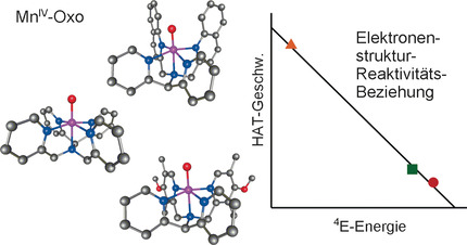 Equatorial Ligand Perturbations Influence the Reactivity of Manganese(IV)-Oxo Complexes
