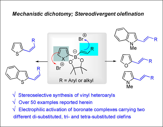 Stereodivergent Zweifel Olefination and its Mechanistic Dichotomy